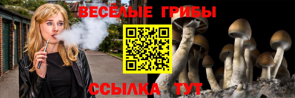 дарнет шоп  Псилоцибиновые грибы Psilocybe  Кисловодск  Вход с VPN  Галлюциногенные грибы прущие грибы 